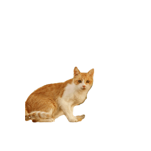 Golden Cat Sits On A Leaf Strewn Path Surrounded By Autumn Leaves. 13069 - Cat PNG image with transparent background
